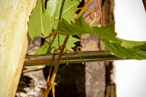 Weinspalier Robinie Garten Möbel Massivholz Rankhilfe aus Holz Gartenmöbel Weinanbau